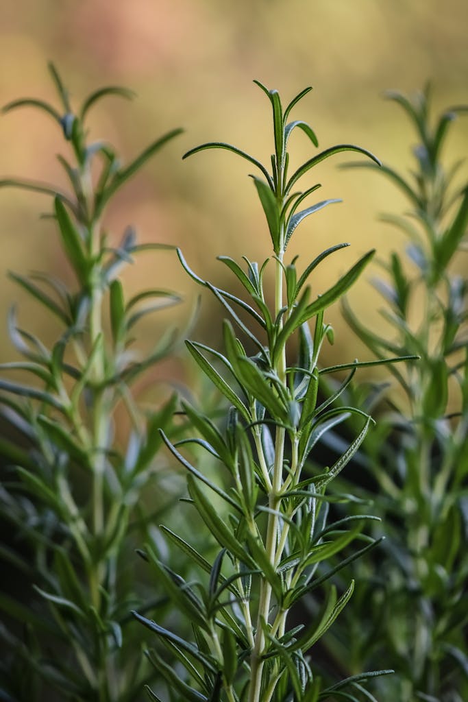 Green Rosemary Plant in Close Up Photography | Spiritual Meaning of Rosemary