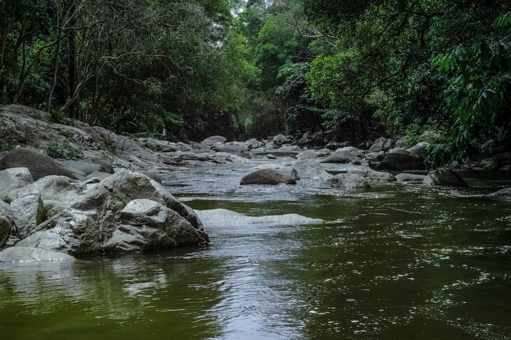 Running Stream Surrounded With Green Trees || The Spiritual Meaning of River water in Hoodoo