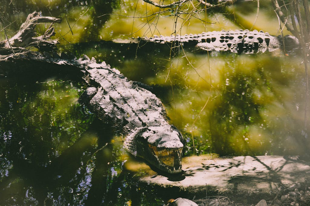Wildlife Photography of Two Crocodiles || Hoodoo Spiritual Meaning of Swamp Water